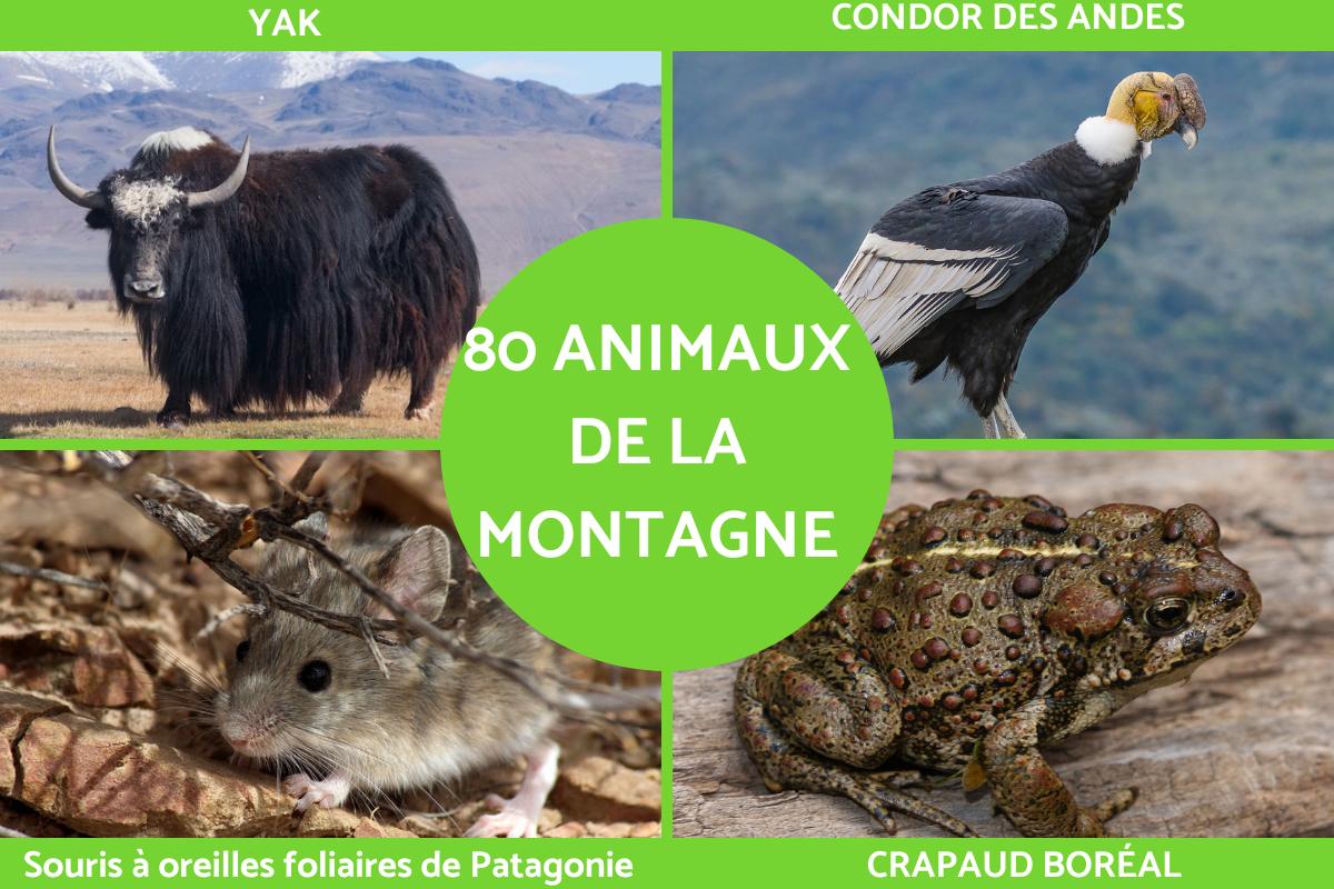 Animaux de montagne