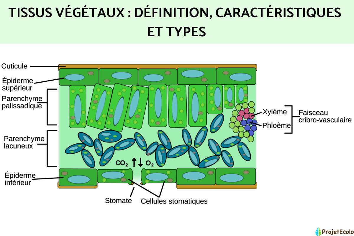 Tissus végétaux : Définition, caractéristiques et types