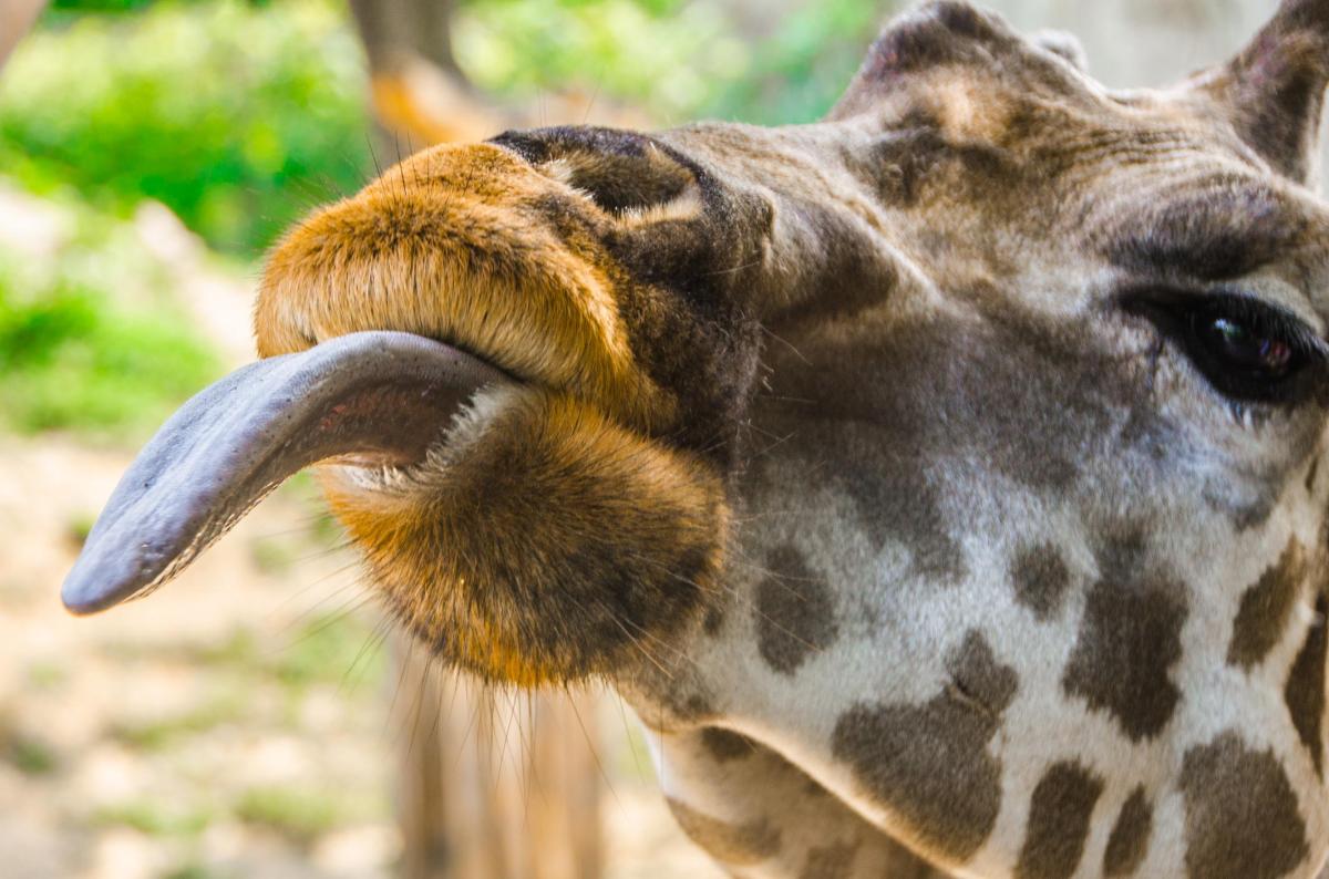 Langue des girafes : couleur et taille