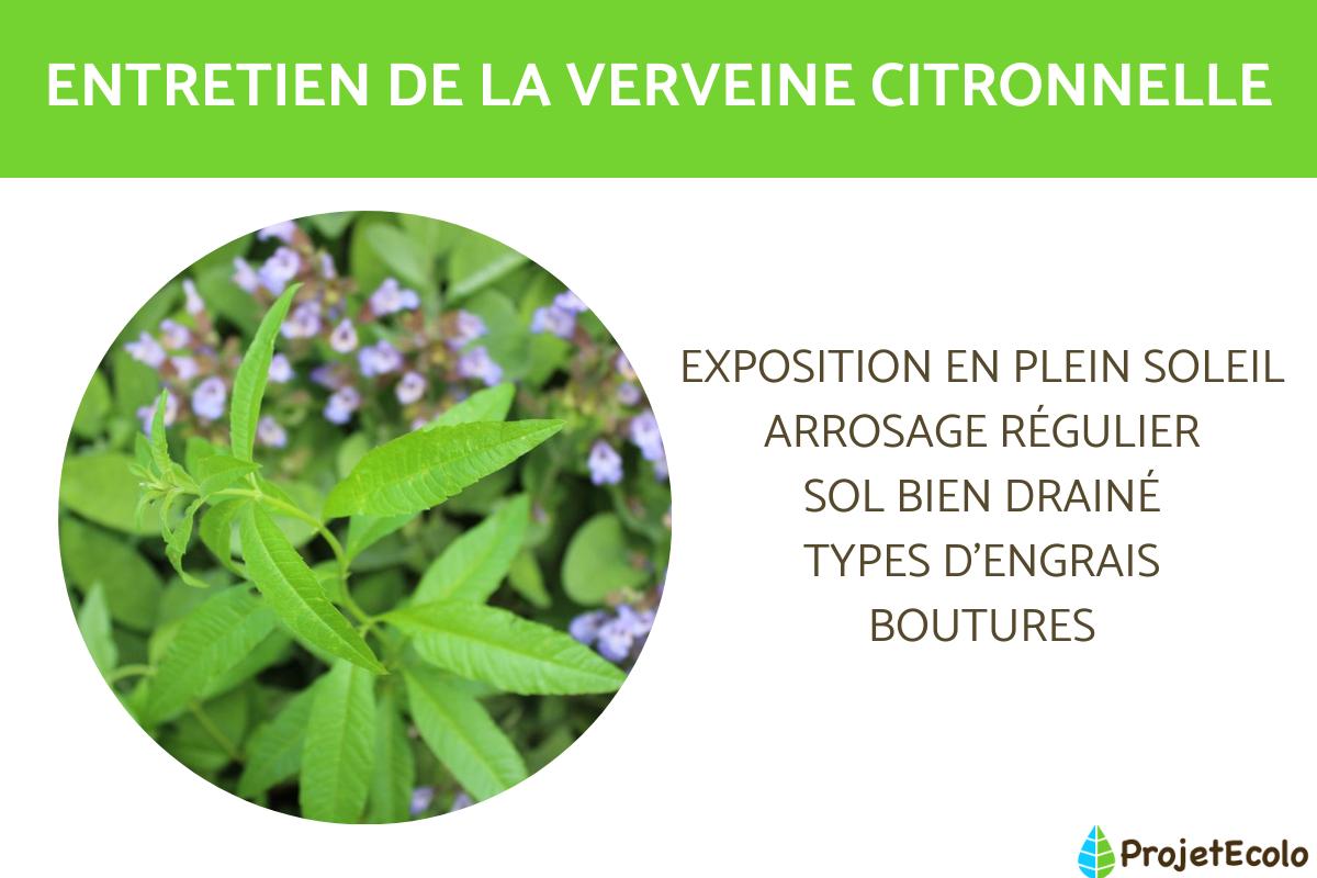 Comment planter la verveine citronnelle ?