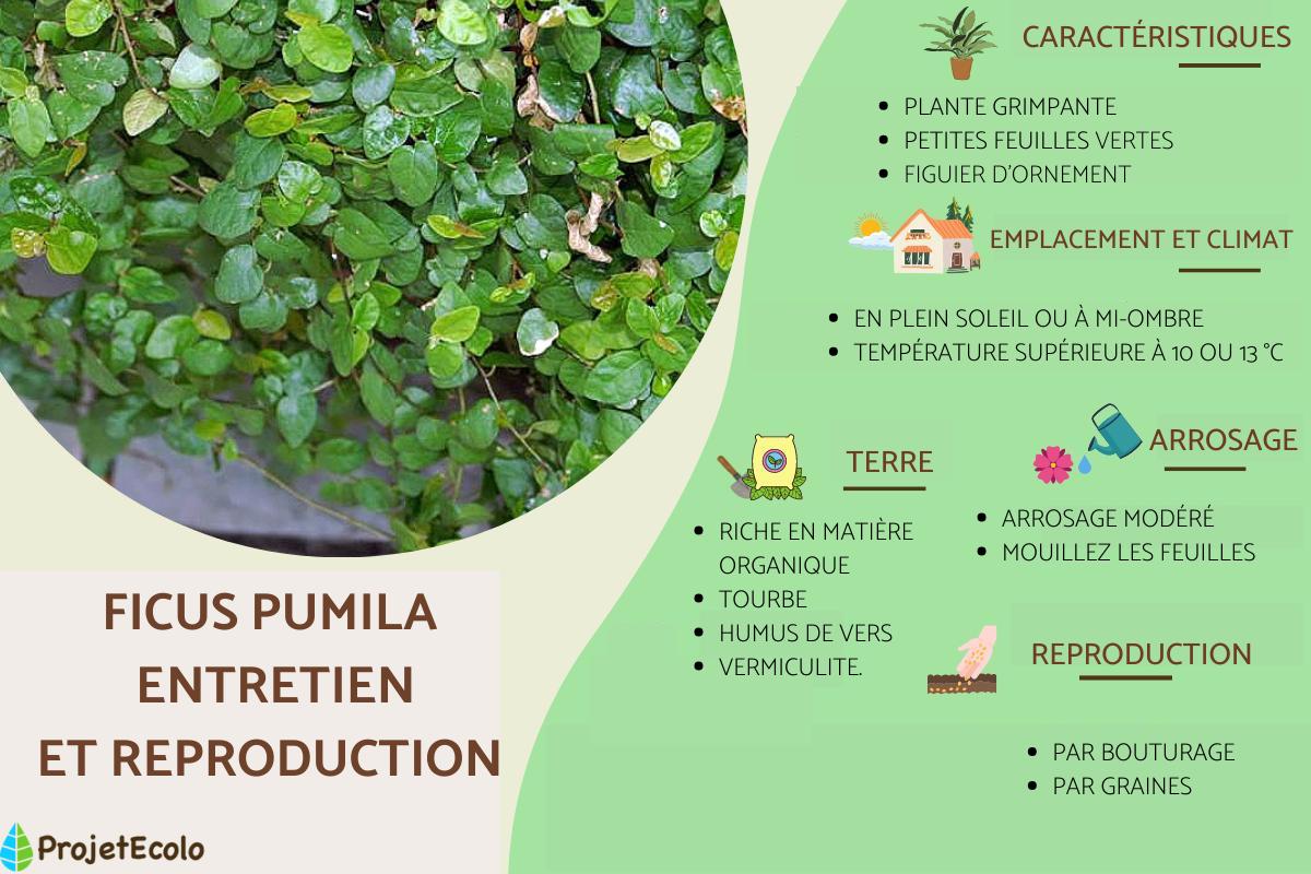 Ficus pumila - Entretien et reproduction