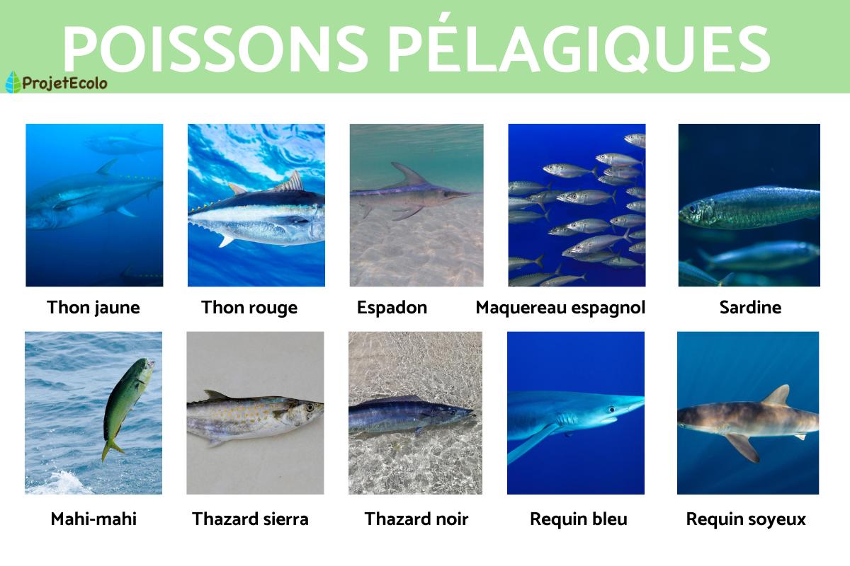 Poissons pélagiques : caractéristiques et exemples