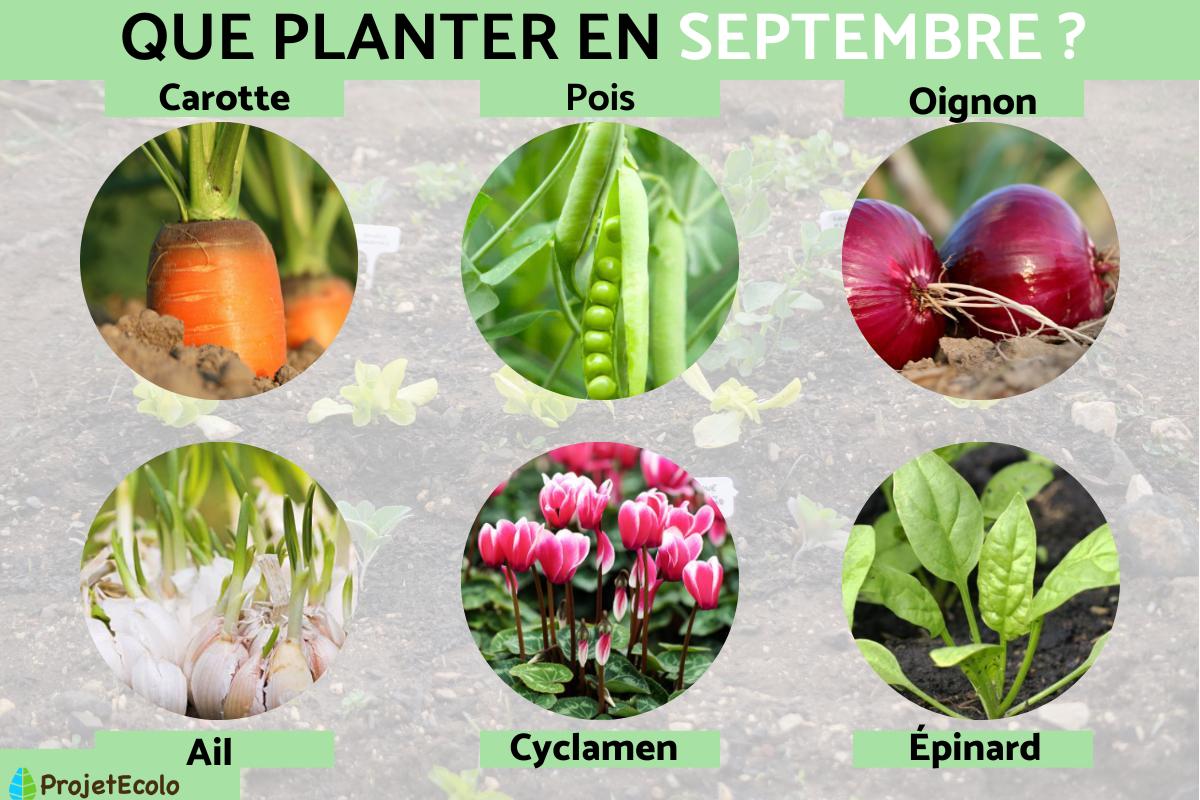 Que planter en septembre