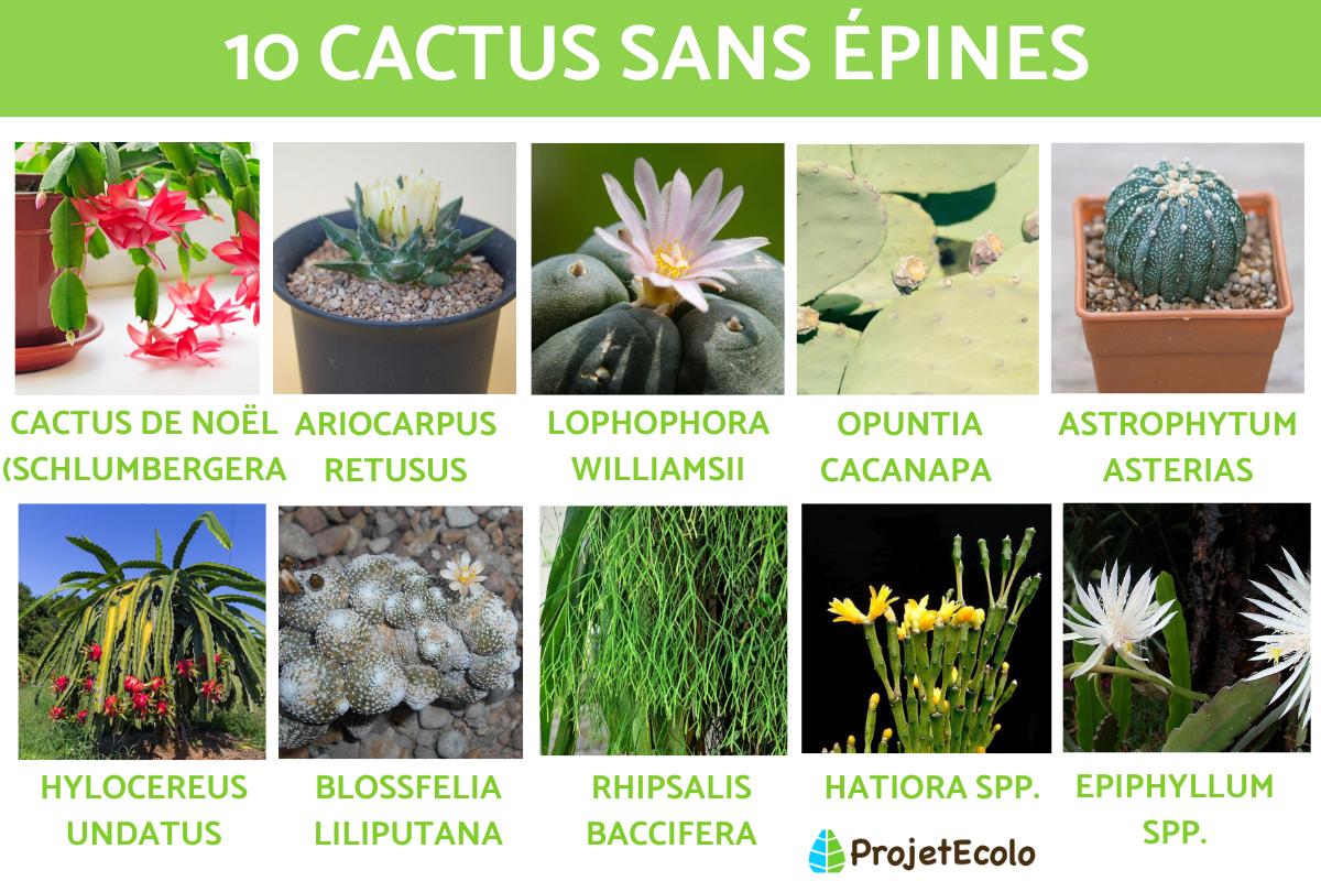 Cactus sans épines