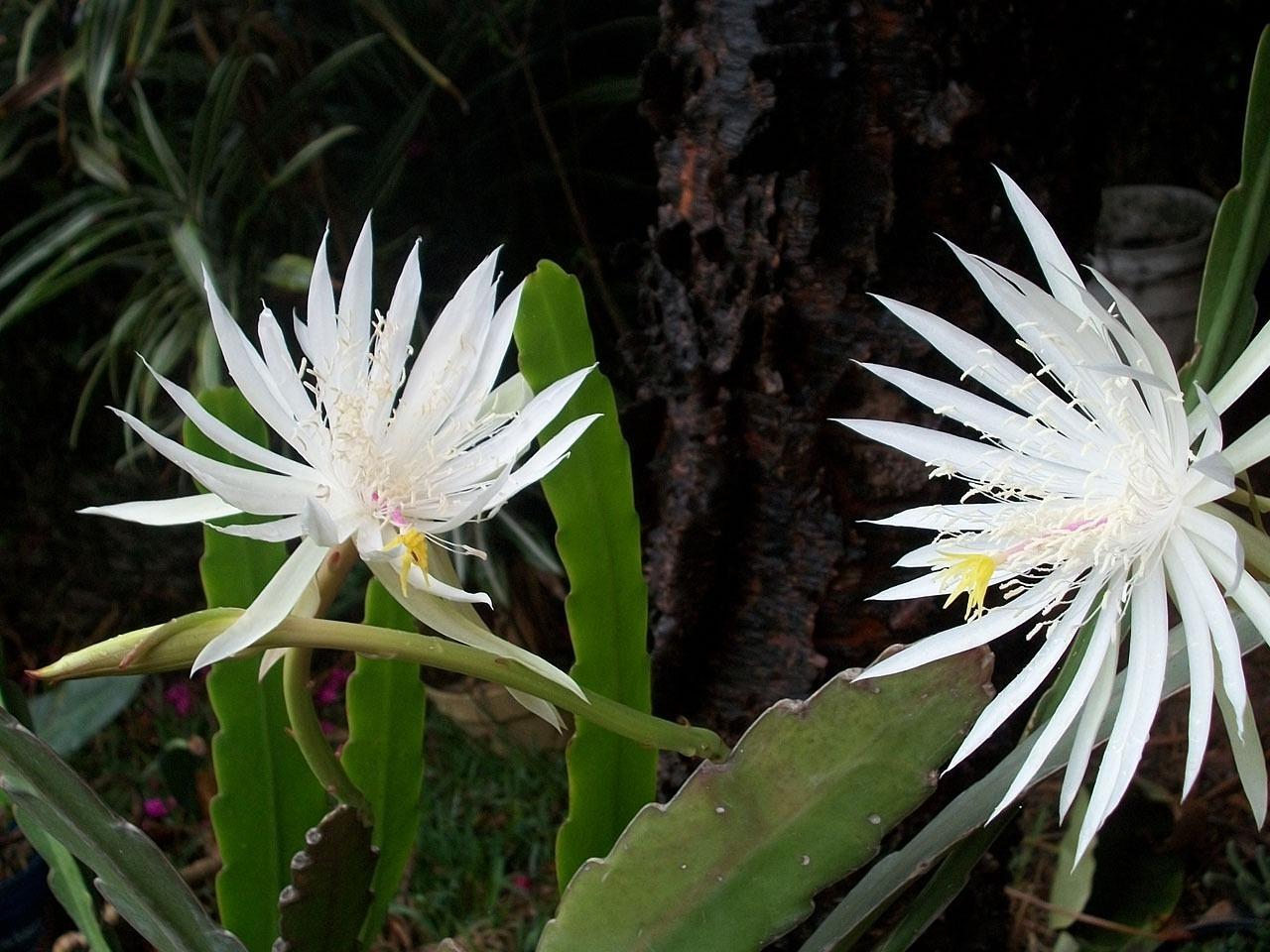 10 CACTUS SANS ÉPINES Noms et photos de CACTUS QUI NE PIQUENT PAS — free download