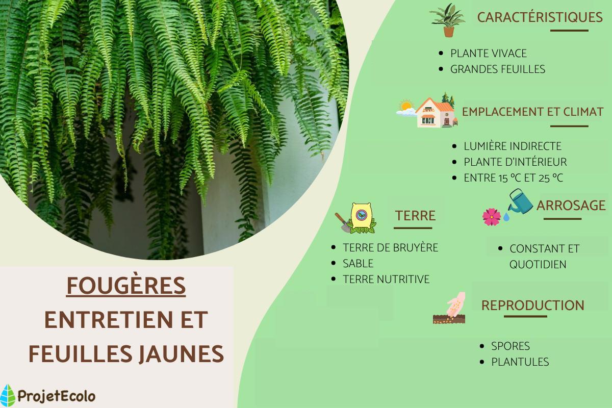 Fougères : entretien et feuilles jaunes