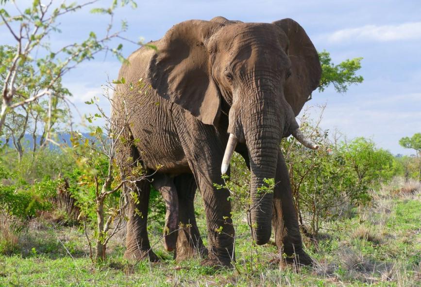 Les 21 animaux les plus GRANDS du MONDE Liste et photos