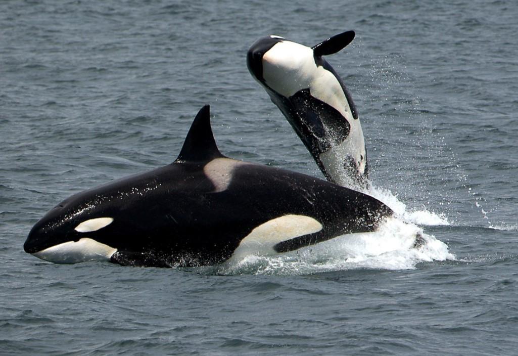 Les 21 animaux les plus GRANDS du MONDE Liste et photos