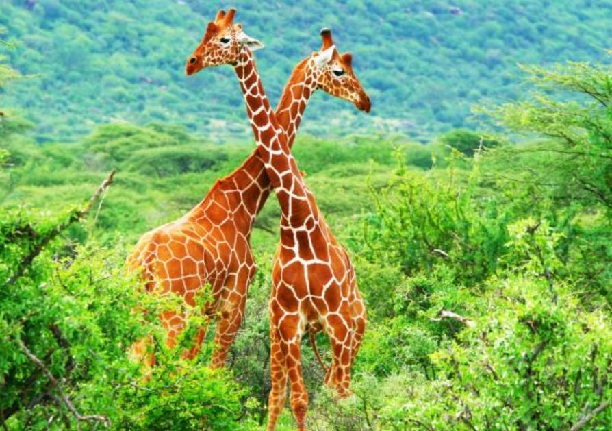 Les 21 animaux les plus GRANDS du MONDE Liste et photos