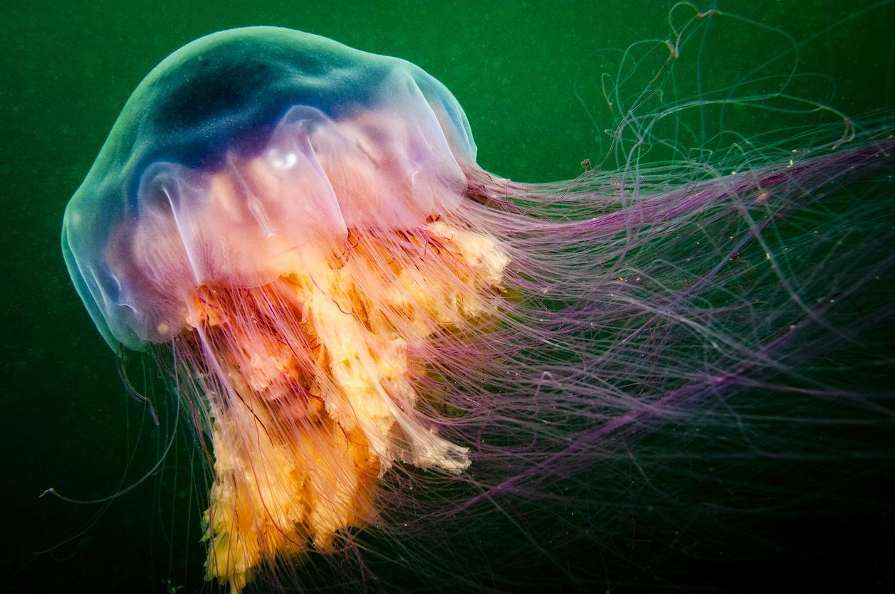 Les 21 animaux les plus GRANDS du MONDE Liste et photos