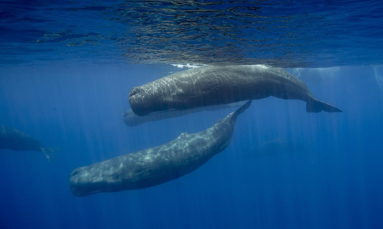 Les 21 animaux les plus GRANDS du MONDE Liste et photos