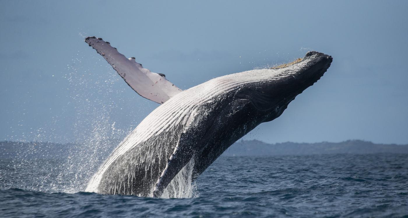 Les 21 animaux les plus GRANDS du MONDE Liste et photos