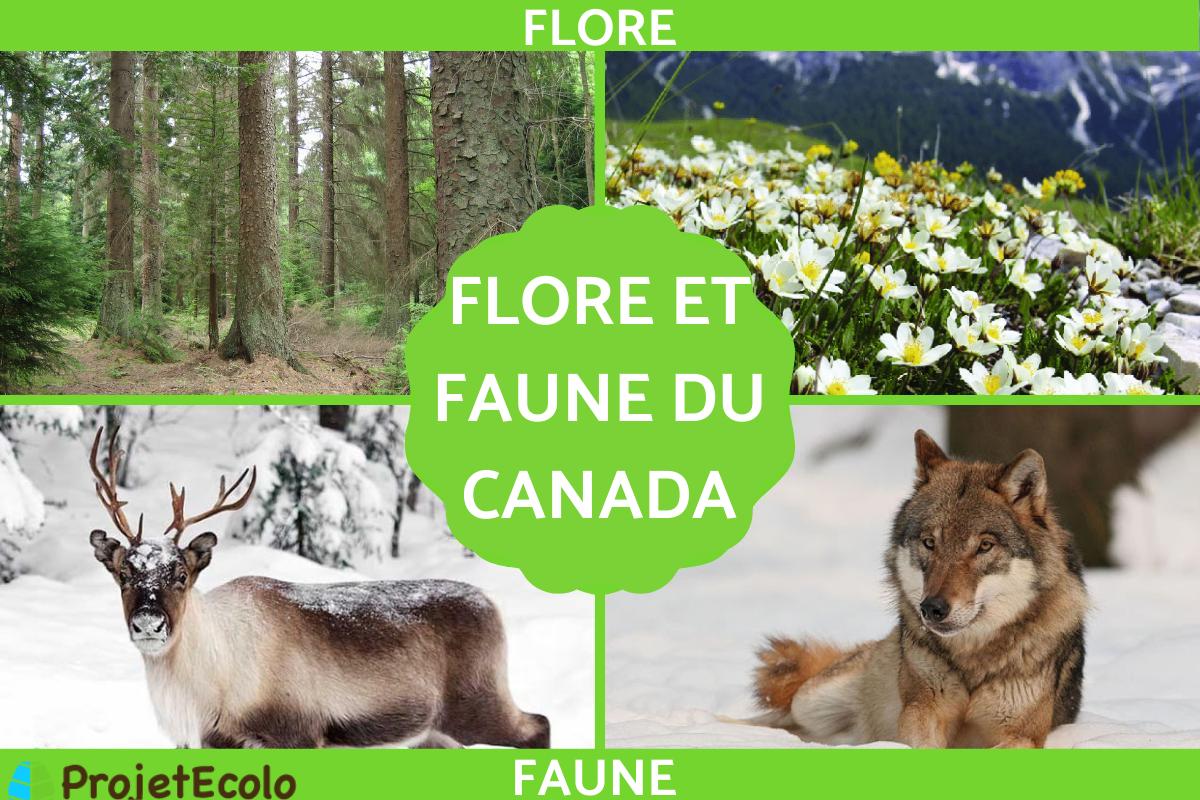 Faune et flore du Canada