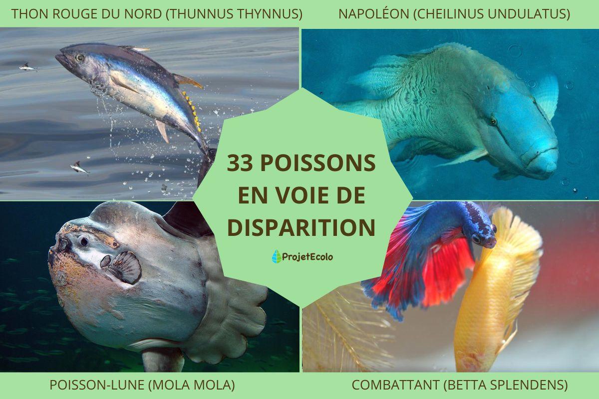 Poissons en voie de disparition