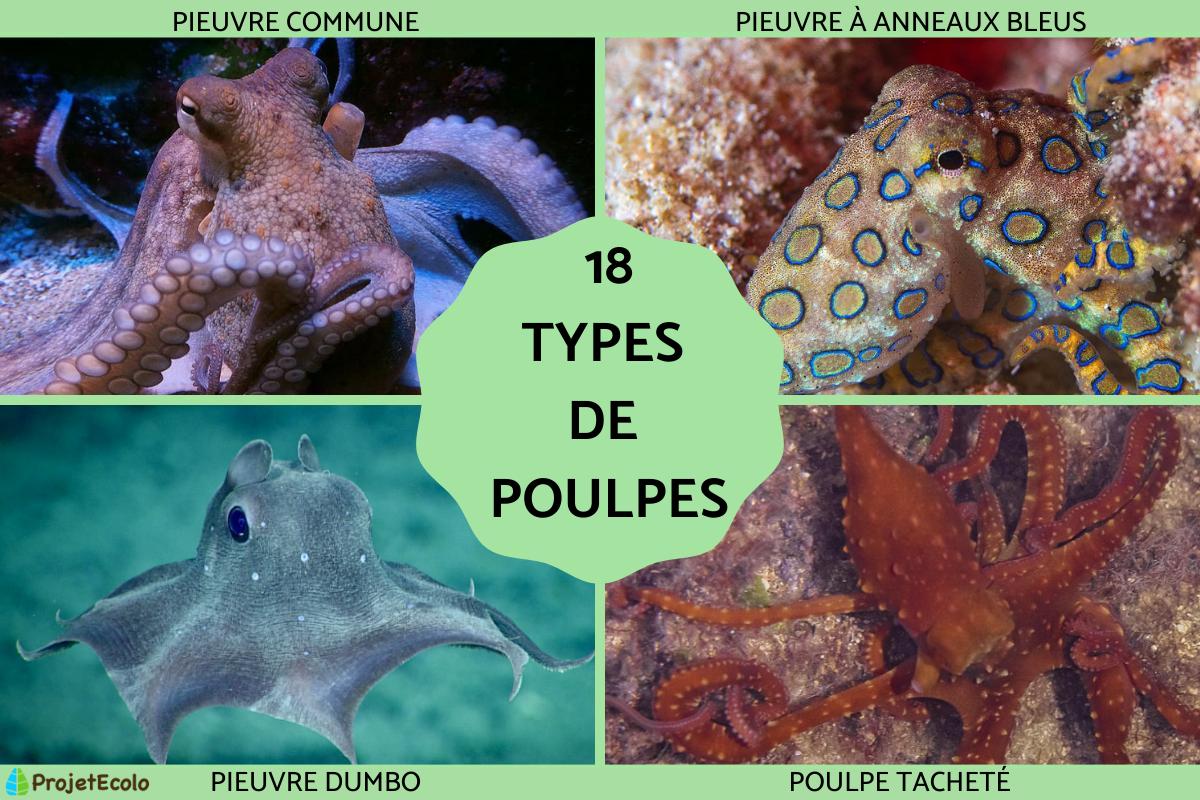 Types de poulpes