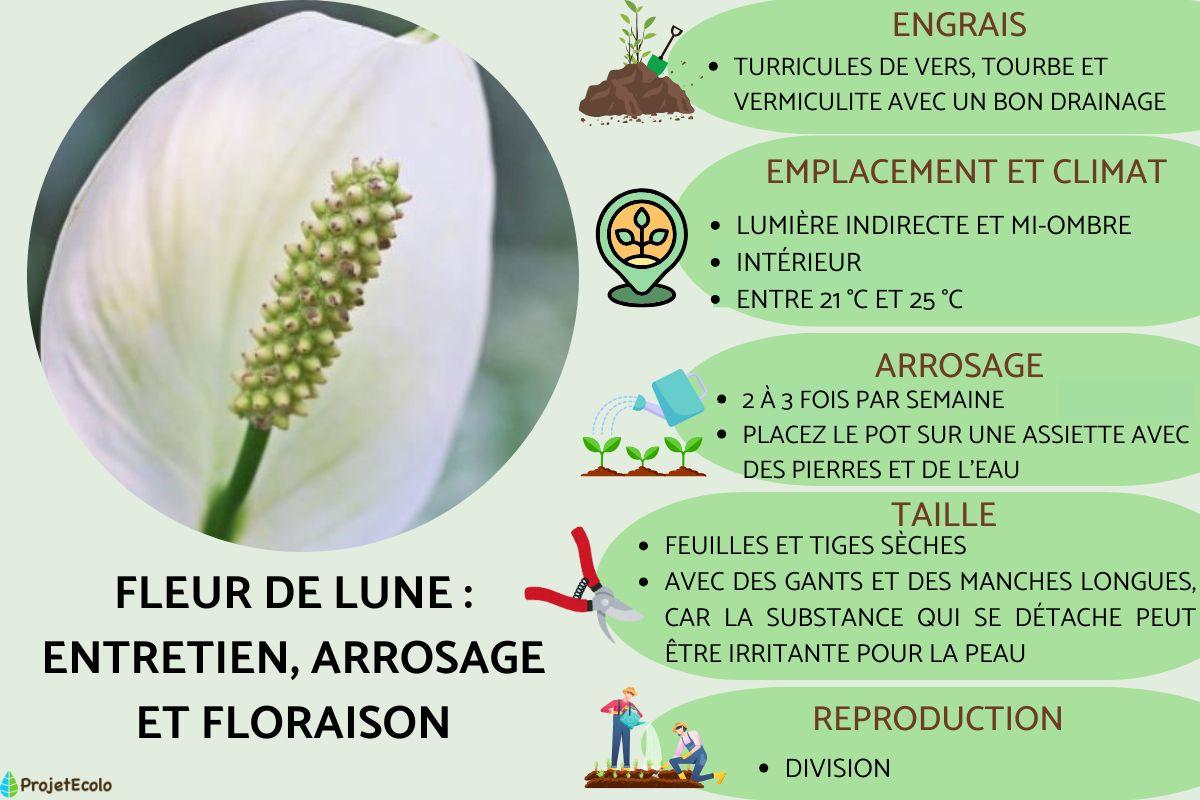 Fleurs De Lune Entretien
