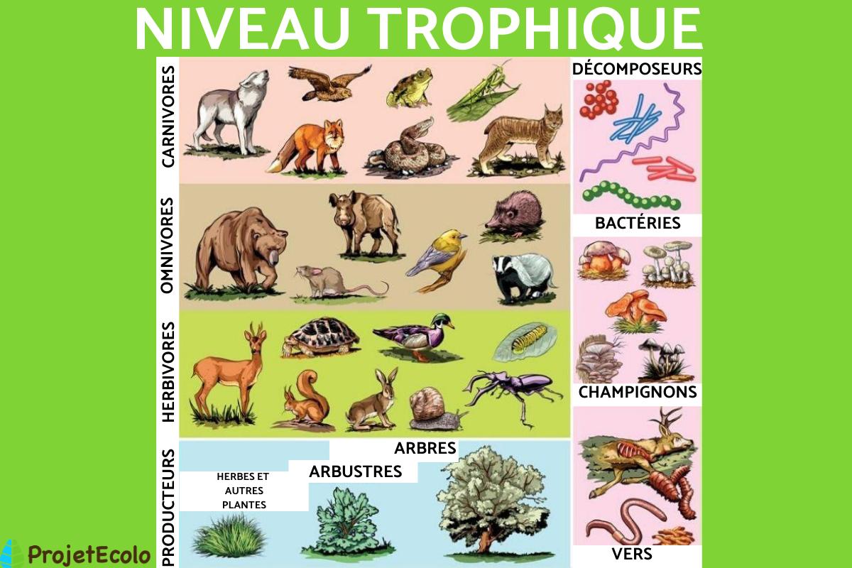 Niveau trophique : Définition, rôle et exemples