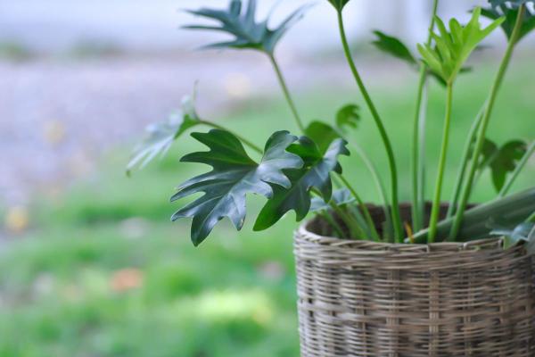 Philodendron xanadu : entretien, température, bouture et maladies - Arrosage du Philodendron xanadu