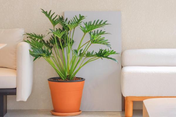Philodendron xanadu : entretien, température, bouture et maladies - Caractéristiques du Philodendron xanadu