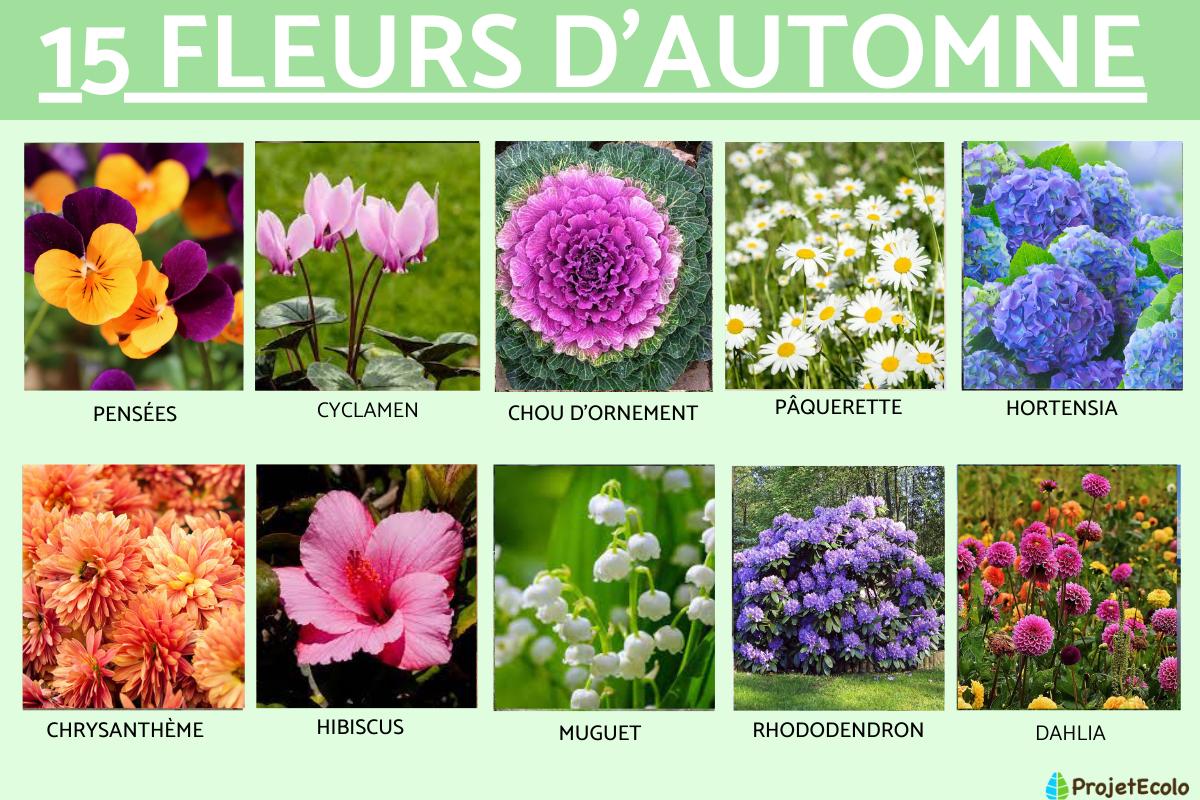 Fleurs d'Automne : photos et caractéristiques