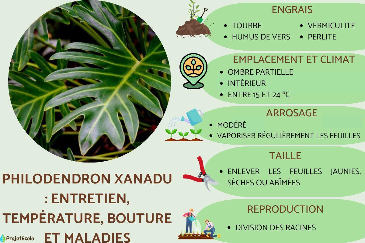 Philodendron xanadu : entretien, temprature, bouture et maladies - Guide  complet !