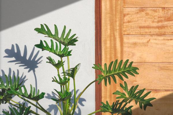 Philodendron xanadu : entretien, température, bouture et maladies - Température du Philodendron xanadu