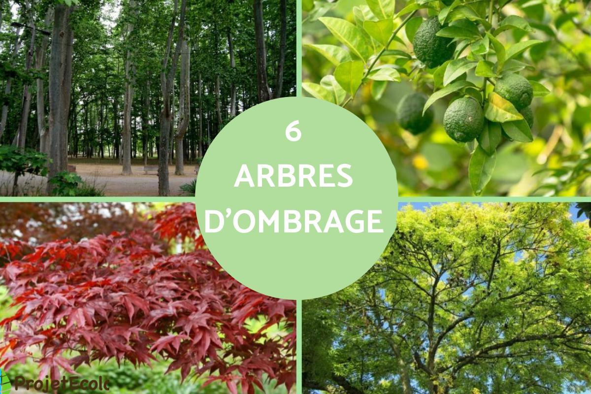 Arbres d'ombrage
