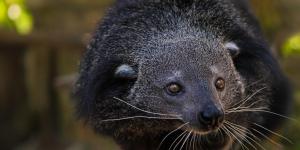 Binturong (Arctictis binturong) : caractéristiques, odeur, habitat et alimentation