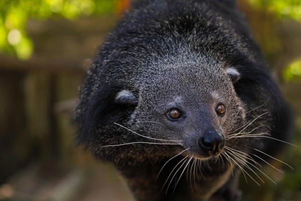 Binturong (Arctictis binturong) : caractéristiques, odeur, habitat et alimentation