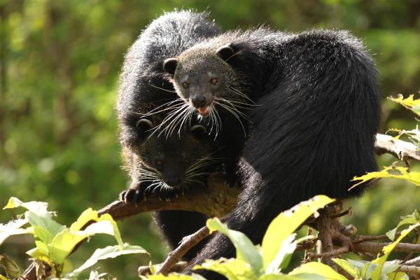 Binturong (Arctictis binturong) : caractéristiques, odeur, habitat et alimentation - Caractéristiques de l'animal Binturong