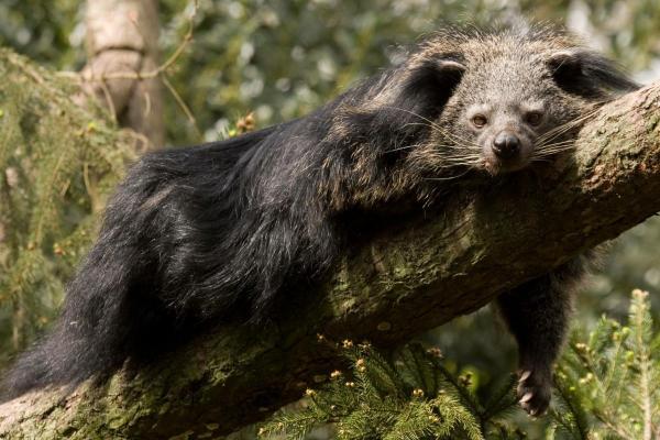 Binturong (Arctictis binturong) : caractéristiques, odeur, habitat et alimentation - Comportement du binturong