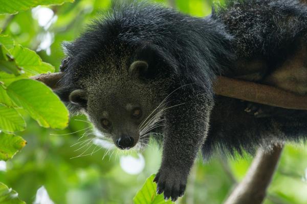 Binturong (Arctictis binturong) : caractéristiques, odeur, habitat et alimentation - Menaces et conservation du binturong