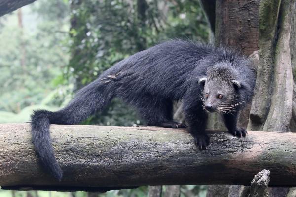 Binturong (Arctictis binturong) : caractéristiques, odeur, habitat et alimentation - Où vit le binturong ?