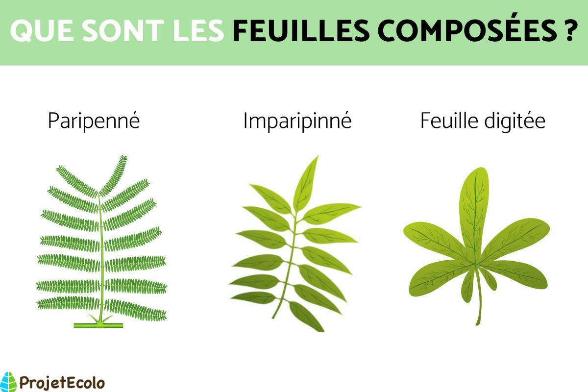 Feuilles composées : Définition, types et exemples