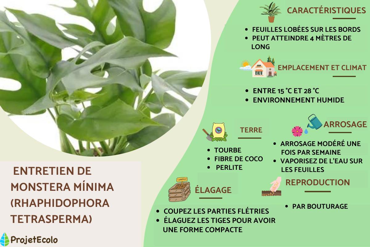 MONSTERA MINIMA ou RHAPHIDOPHORA TETRASPERMA: ENTRETIEN et REPRODUCTION