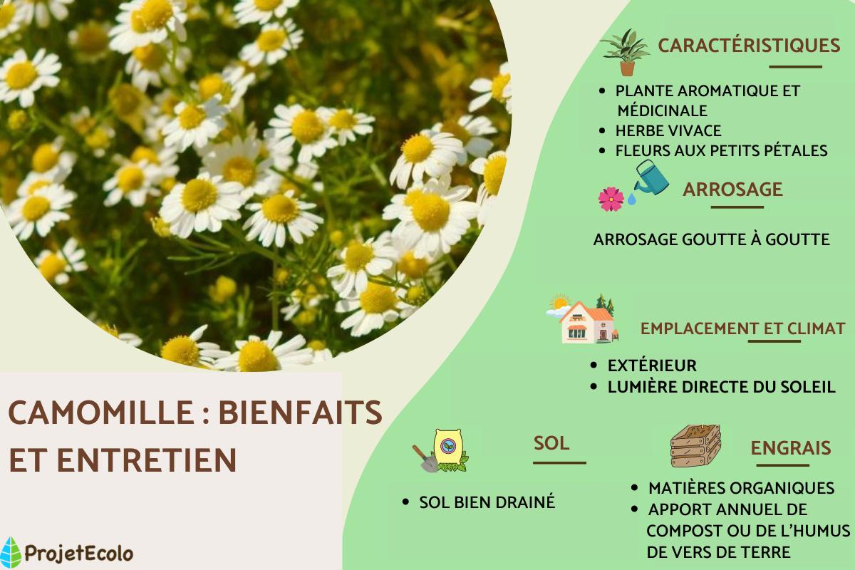 Camomille : bienfaits, entretien, utilisation