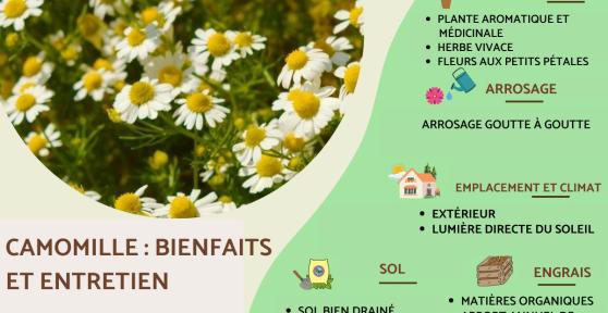 Camomille : bienfaits, entretien, utilisation