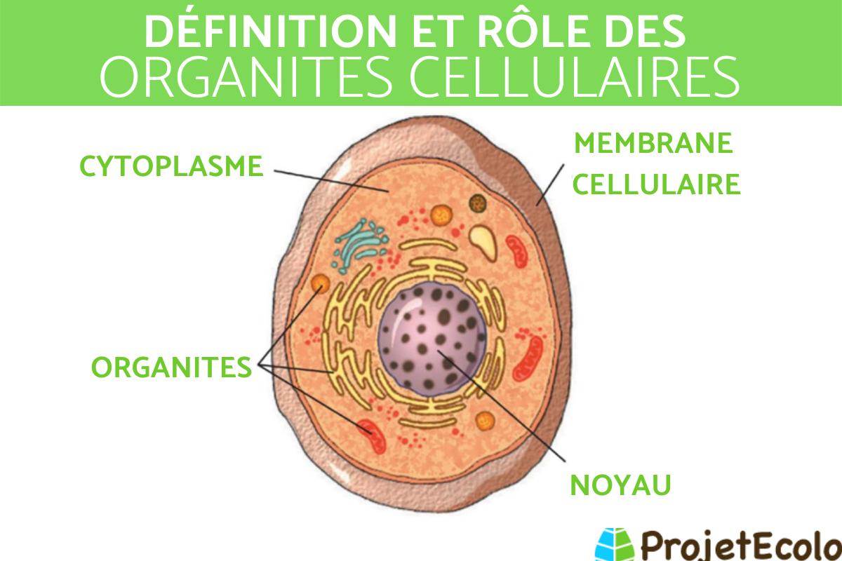 Organite cellulaire : Définition, rôles et exemples