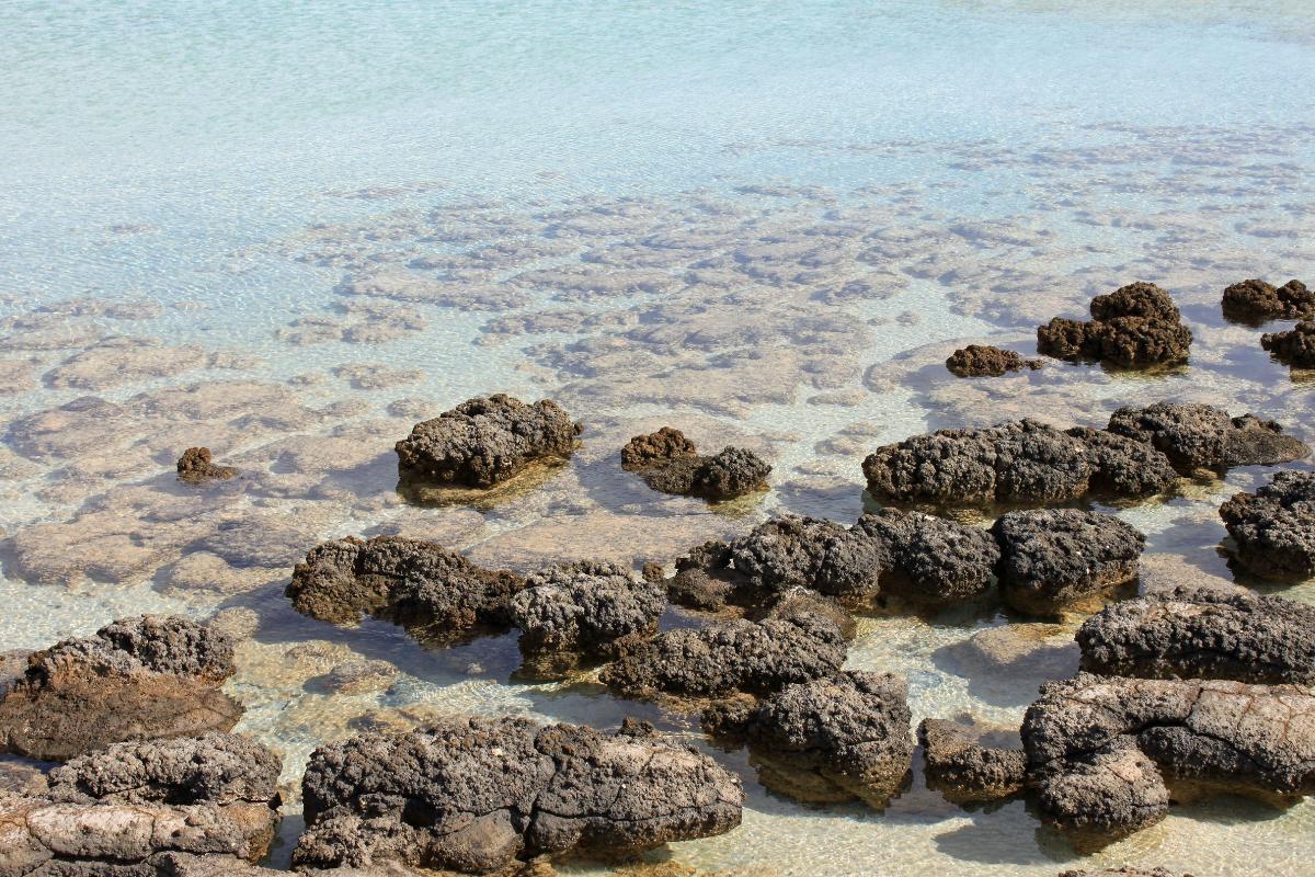 Stromatolites - Définition, formation et leur importance