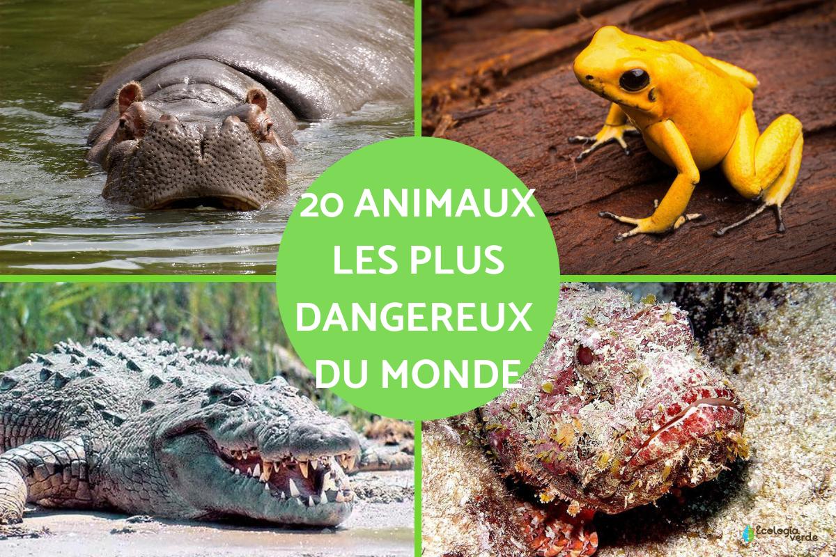 Animaux les plus dangereux du monde