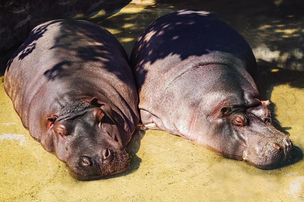 Top Des Animaux Les Plus Dangereux Du Monde