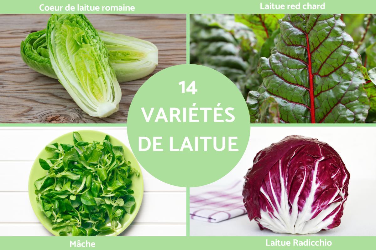 Types de laitue