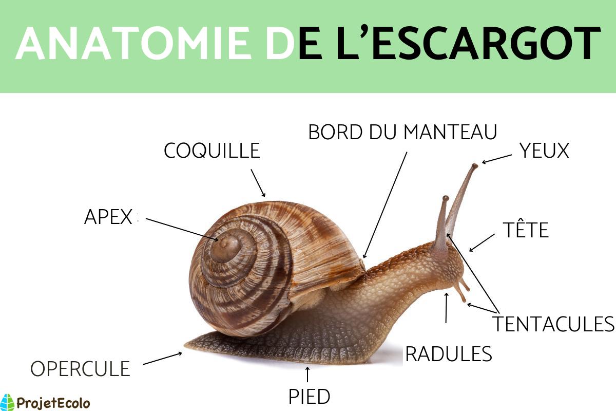 Anatomie de l'escargot
