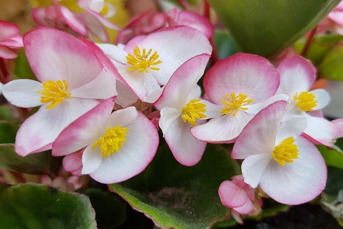 Culture et entretien des bégonias