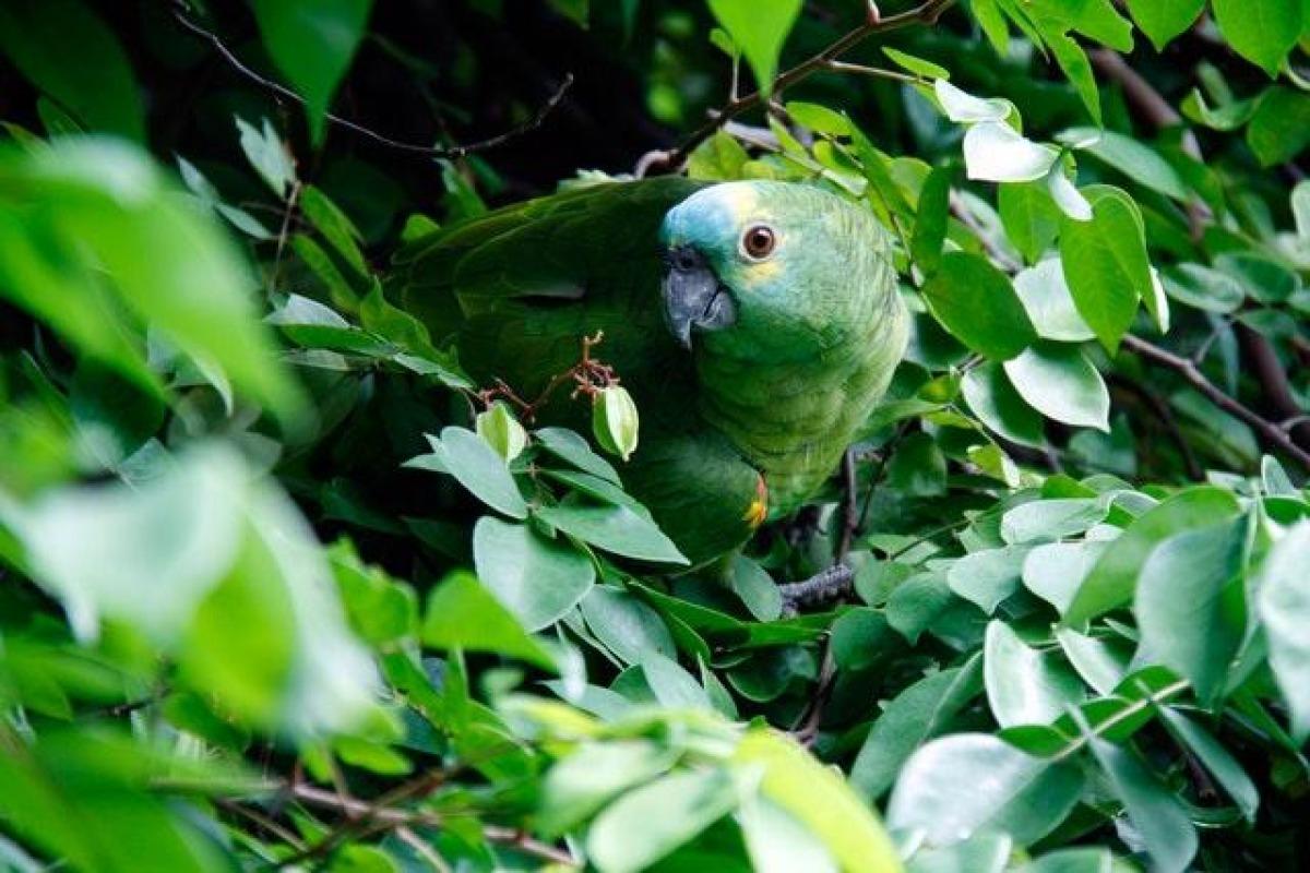 Les animaux de la forêt tropicale - Noms, caractéristiques et photos