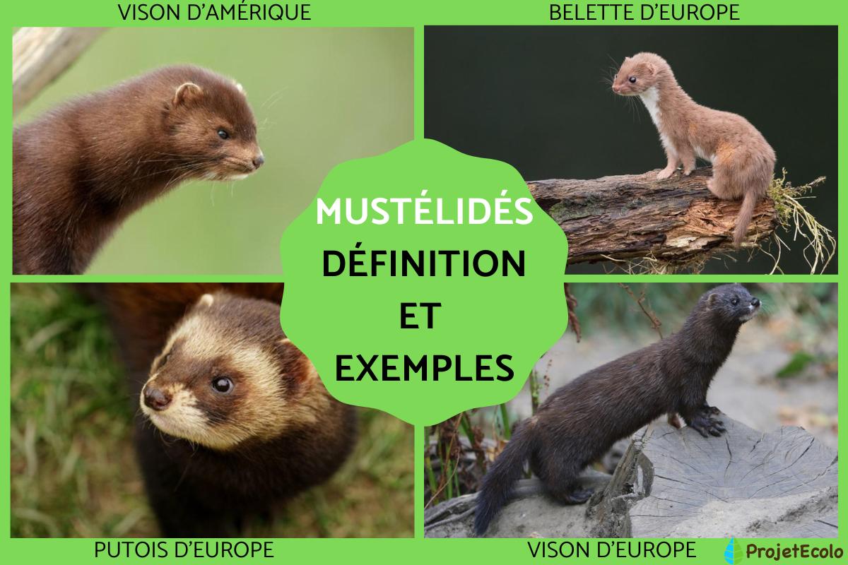 Mustélidés : définition et exemples