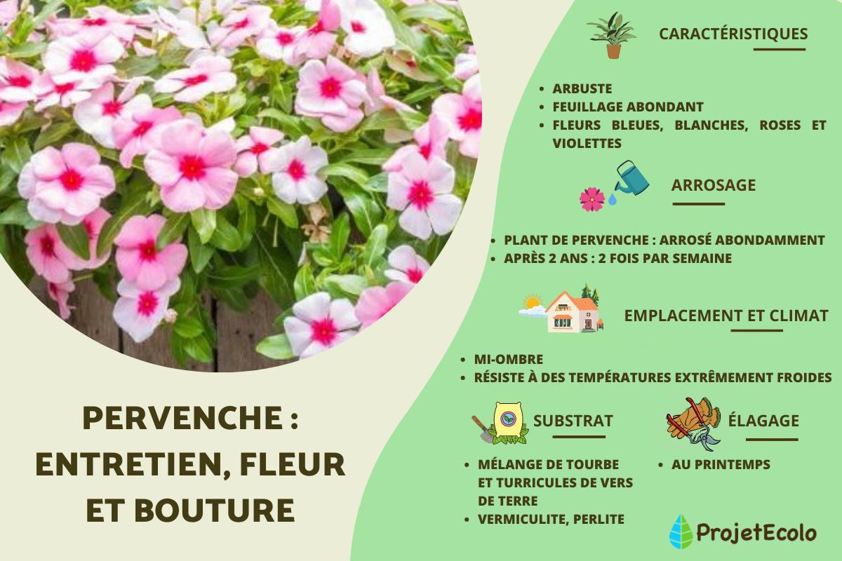 Pervenche : entretien, fleur et bouture