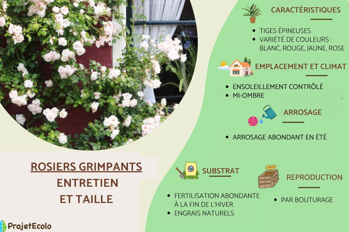 Rosiers grimpants : entretien et taille