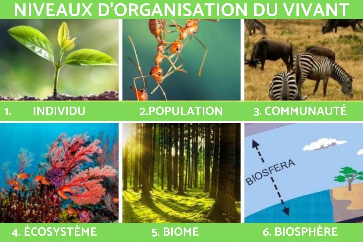 Niveaux d'organisation du vivant : Définition et exemples