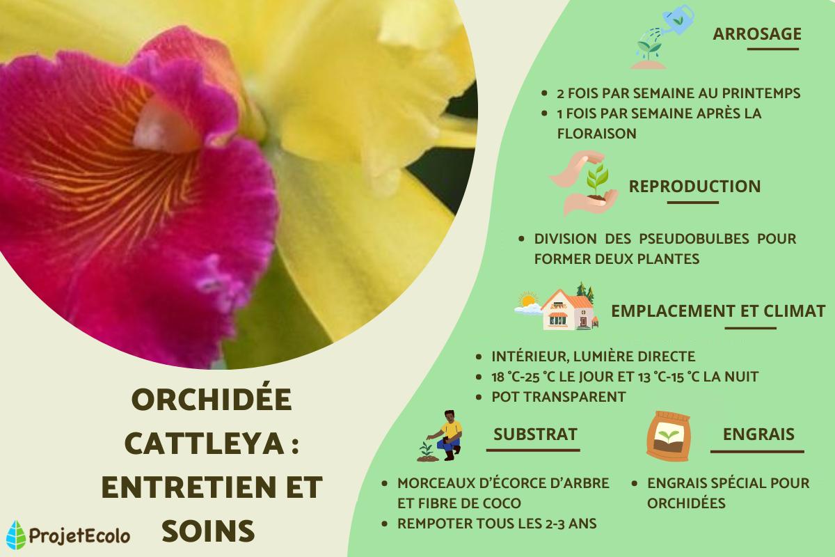 Orchidée Cattleya : entretien et soins